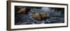 View of rocks in stream, Maine, USA-null-Framed Photographic Print