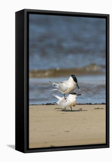 View of Royal Tern on Sandy Beach-Gary Carter-Framed Stretched Canvas