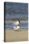 View of Royal Tern on Sandy Beach-Gary Carter-Stretched Canvas