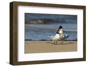 View of Royal Tern on Sandy Beach-Gary Carter-Framed Photographic Print