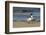 View of Royal Tern on Sandy Beach-Gary Carter-Framed Photographic Print