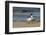 View of Royal Tern on Sandy Beach-Gary Carter-Framed Photographic Print