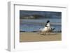 View of Royal Tern on Sandy Beach-Gary Carter-Framed Photographic Print