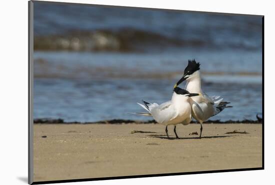 View of Royal Tern on Sandy Beach-Gary Carter-Mounted Photographic Print