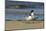 View of Royal Tern on Sandy Beach-Gary Carter-Mounted Photographic Print