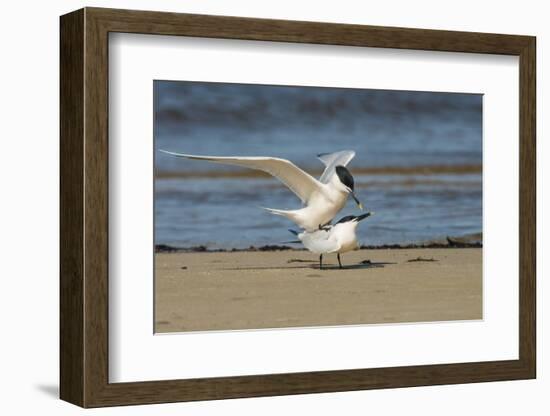 View of Royal Tern on Sandy Beach-Gary Carter-Framed Photographic Print