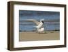 View of Royal Tern on Sandy Beach-Gary Carter-Framed Photographic Print