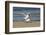 View of Royal Tern on Sandy Beach-Gary Carter-Framed Photographic Print