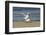 View of Royal Tern on Sandy Beach-Gary Carter-Framed Photographic Print