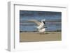 View of Royal Tern on Sandy Beach-Gary Carter-Framed Photographic Print