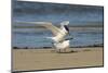 View of Royal Tern on Sandy Beach-Gary Carter-Mounted Photographic Print