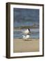 View of Royal Tern on Sandy Beach-Gary Carter-Framed Photographic Print