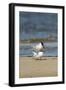 View of Royal Tern on Sandy Beach-Gary Carter-Framed Photographic Print