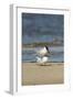 View of Royal Tern on Sandy Beach-Gary Carter-Framed Photographic Print