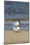 View of Royal Tern on Sandy Beach-Gary Carter-Mounted Photographic Print