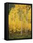 View of San Juan National Forest in Autumn, Colorado, USA-Stuart Westmorland-Framed Stretched Canvas
