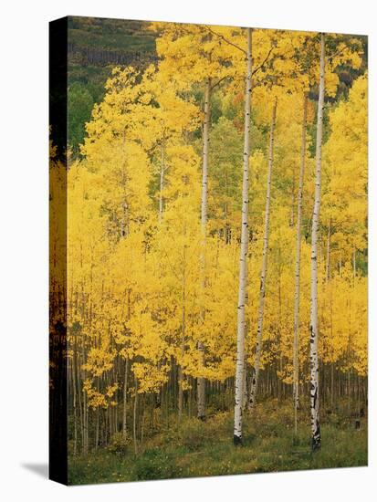 View of San Juan National Forest in Autumn, Colorado, USA-Stuart Westmorland-Stretched Canvas