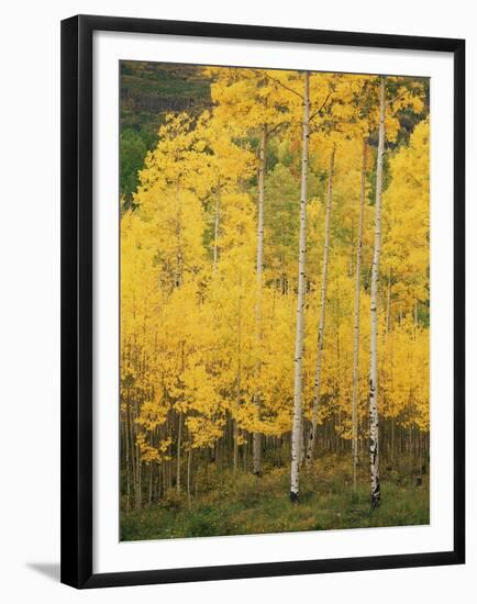 View of San Juan National Forest in Autumn, Colorado, USA-Stuart Westmorland-Framed Premium Photographic Print