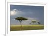 View of savannah habitat with rainclouds, Masai Mara, Kenya-Malcolm Schuyl-Framed Photographic Print