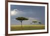 View of savannah habitat with rainclouds, Masai Mara, Kenya-Malcolm Schuyl-Framed Photographic Print