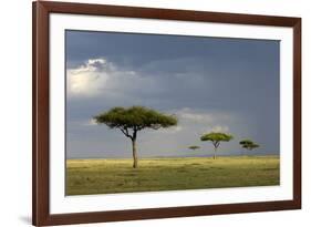 View of savannah habitat with rainclouds, Masai Mara, Kenya-Malcolm Schuyl-Framed Photographic Print