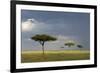 View of savannah habitat with rainclouds, Masai Mara, Kenya-Malcolm Schuyl-Framed Photographic Print