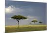 View of savannah habitat with rainclouds, Masai Mara, Kenya-Malcolm Schuyl-Mounted Photographic Print