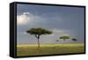 View of savannah habitat with rainclouds, Masai Mara, Kenya-Malcolm Schuyl-Framed Stretched Canvas