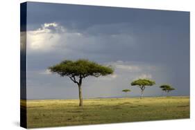 View of savannah habitat with rainclouds, Masai Mara, Kenya-Malcolm Schuyl-Stretched Canvas