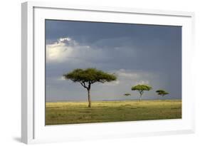 View of savannah habitat with rainclouds, Masai Mara, Kenya-Malcolm Schuyl-Framed Photographic Print