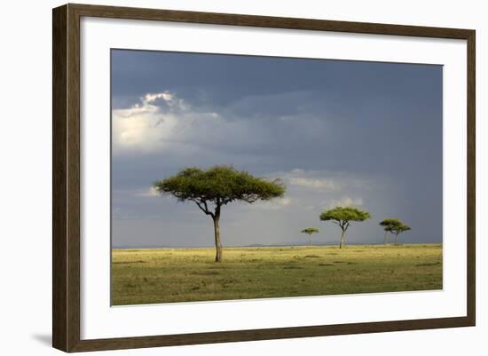 View of savannah habitat with rainclouds, Masai Mara, Kenya-Malcolm Schuyl-Framed Photographic Print