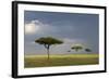 View of savannah habitat with rainclouds, Masai Mara, Kenya-Malcolm Schuyl-Framed Photographic Print