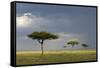 View of savannah habitat with rainclouds, Masai Mara, Kenya-Malcolm Schuyl-Framed Stretched Canvas