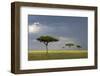 View of savannah habitat with rainclouds, Masai Mara, Kenya-Malcolm Schuyl-Framed Photographic Print