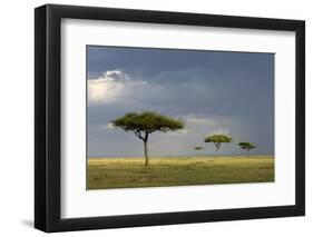 View of savannah habitat with rainclouds, Masai Mara, Kenya-Malcolm Schuyl-Framed Photographic Print