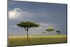 View of savannah habitat with rainclouds, Masai Mara, Kenya-Malcolm Schuyl-Mounted Photographic Print