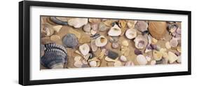 View of Seashells-null-Framed Photographic Print