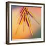 View of Several Acupuncture Needles-Tek Image-Framed Premium Photographic Print