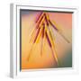View of Several Acupuncture Needles-Tek Image-Framed Premium Photographic Print