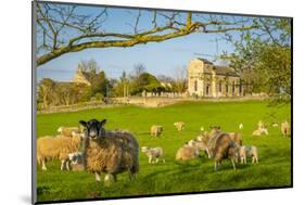 View of sheep and spring lambs in Elmton Village, Bolsover, Chesterfield, Derbyshire, England-Frank Fell-Mounted Photographic Print