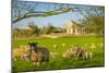 View of sheep and spring lambs in Elmton Village, Bolsover, Chesterfield, Derbyshire, England-Frank Fell-Mounted Photographic Print