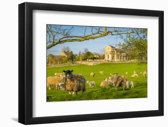 View of sheep and spring lambs in Elmton Village, Bolsover, Chesterfield, Derbyshire, England-Frank Fell-Framed Premium Photographic Print