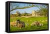 View of sheep and spring lambs in Elmton Village, Bolsover, Chesterfield, Derbyshire, England-Frank Fell-Framed Stretched Canvas