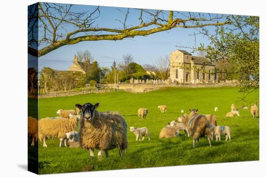 View of sheep and spring lambs in Elmton Village, Bolsover, Chesterfield, Derbyshire, England-Frank Fell-Stretched Canvas