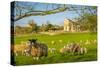 View of sheep and spring lambs in Elmton Village, Bolsover, Chesterfield, Derbyshire, England-Frank Fell-Stretched Canvas