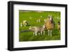 View of sheep and spring lambs in Elmton Village, Bolsover, Chesterfield, Derbyshire, England-Frank Fell-Framed Photographic Print