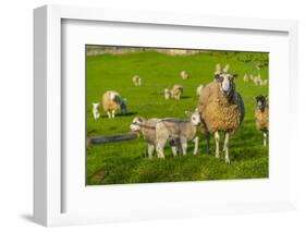 View of sheep and spring lambs in Elmton Village, Bolsover, Chesterfield, Derbyshire, England-Frank Fell-Framed Photographic Print