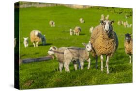 View of sheep and spring lambs in Elmton Village, Bolsover, Chesterfield, Derbyshire, England-Frank Fell-Stretched Canvas