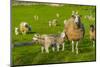 View of sheep and spring lambs in Elmton Village, Bolsover, Chesterfield, Derbyshire, England-Frank Fell-Mounted Premium Photographic Print