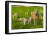 View of sheep and spring lambs in Elmton Village, Bolsover, Chesterfield, Derbyshire, England-Frank Fell-Framed Photographic Print